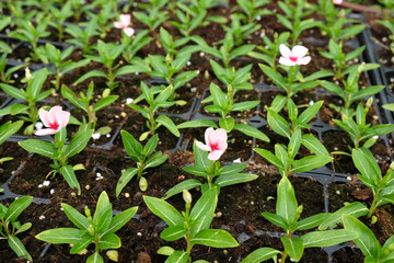 Seedlings of decorative flowers Periwinkle (Lat.-Vinca)