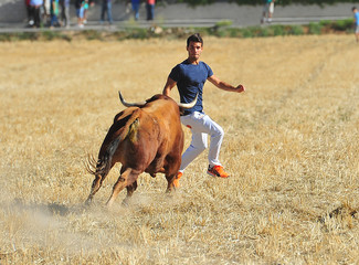 bull