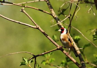 An adult goldfinch.