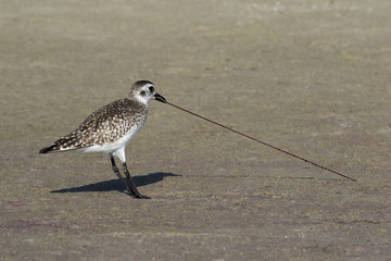 A Sandpiper (Scolopacidae) pulls a blood  worm (Glycera) from the sand at Fort Desoto Park near St. Pete Beach, Florida