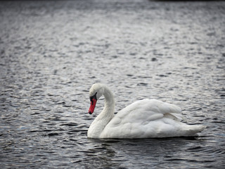 Obraz premium White swan at the lake top view