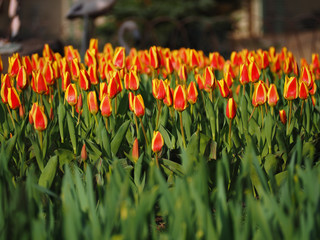 Obraz premium Red yellow tulips at the garden