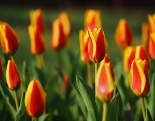 Red yellow tulip at the garden