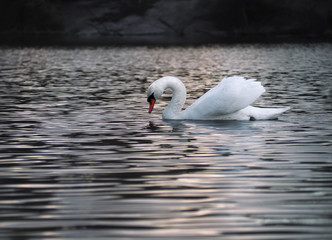 Fototapeta premium White swan posing at the water
