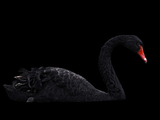 Black swans at the lake sweaming isolated at black