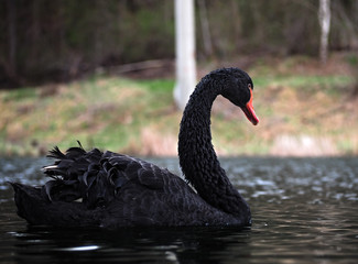 Black swan at the lake sweaming view from back