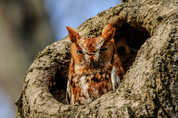 EASTERN SCREECH OWL