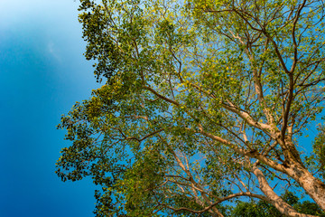 Giant stem of pterocarpus indicus tree against sun on summer day.
