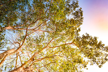 Giant stem of pterocarpus indicus tree against sun on summer day.