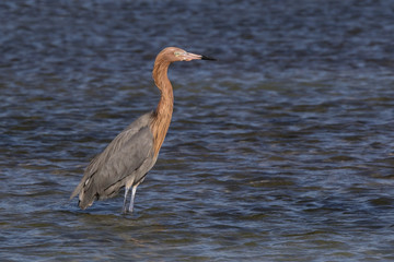 A Reddish Egret (Egretta rufescens) walks through shallow water looking for food at Fort Desoto Park near St. Pete Beach, Florida.