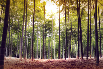Bamboo forest in Kyoto Japan