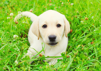 Beautiful dog puppy Labrador Retriever is lying resting on the grass