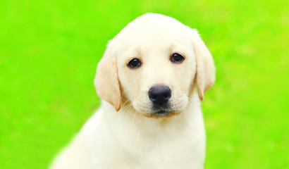 Portrait of cute dog puppy Labrador Retriever over summer background
