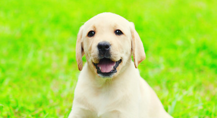 Portrait of happy cute dog puppy Labrador Retriever is sitting on the green grass in sunny summer day
