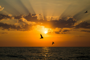 Seagulls at sea sunset with sun rays.