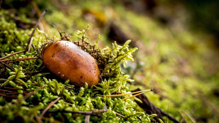 Mushroom in green moss grow at forest close up.