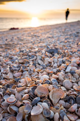 Sea shells at the beach.