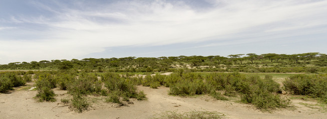 Panoramic landscape with acacia trees, Serengeti, Tanzania, Africa