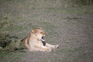 Portrait of  lion growling in Serengeti, Serengeti