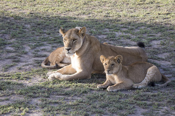 Lioness with cubs, Serengeti, Tanzania