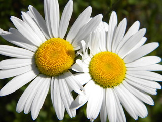 Daisies