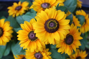 Rudbeckia 2