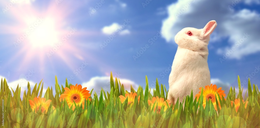 Poster composite image of side view of cute rabbit