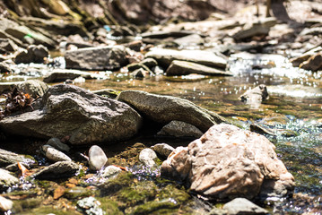 Rocky River in Forest 