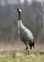 Common crane (Grus grus)