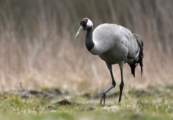 Obraz premium Common crane (Grus grus)