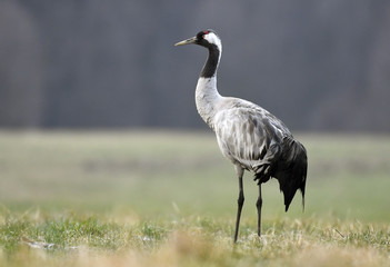 Common crane (Grus grus)