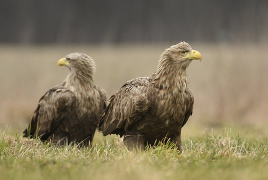 White Tailed Eagles (Halieetus Albicilla)