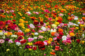 Ranunculus field