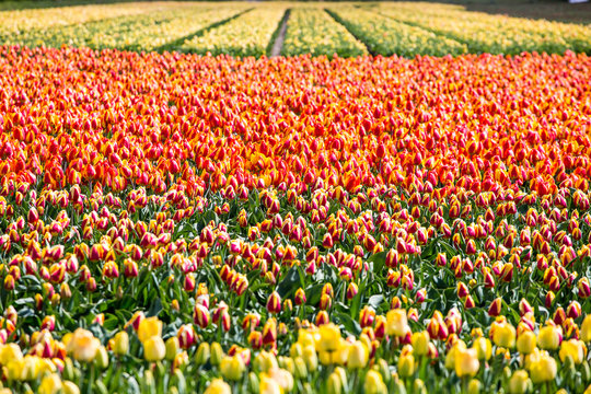 Tulips in Lisse, Netherlands, Europe.