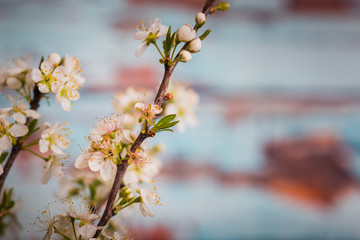 Bradford pear blossoms