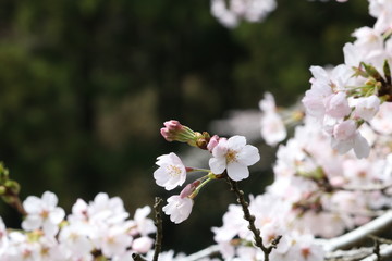 湖畔の桜