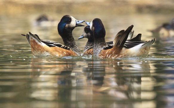 Chiloe Wigeon - Anas sibilatrix, Italy