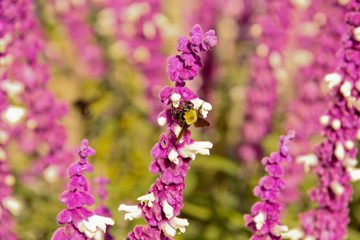 Bee in purple flowers