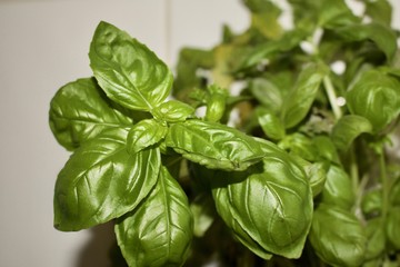 Fresh basil