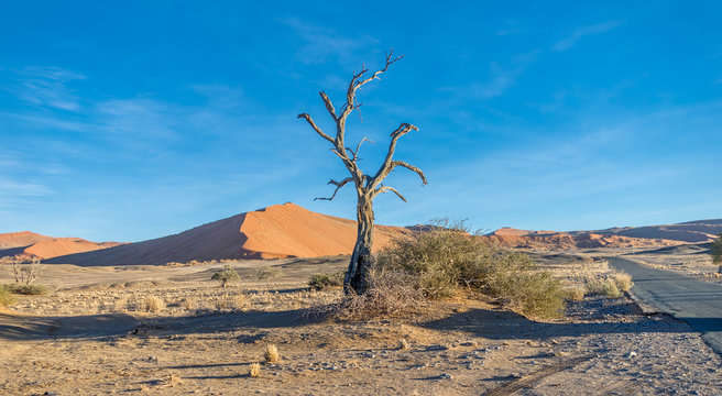 Panorama with dunes and alone dead tree on the Sossusvlei plato of the Namib Naukluft National Park - Namibia, South Africa
