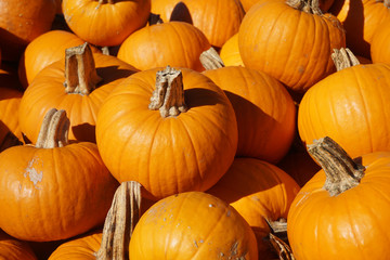 pumpkin harvest in autumn season