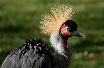 Portrait of Grey Crowned Crane Enhanced by the Sun
