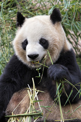 Fototapeta premium Adult Giant Panda eating bamboo, Chengdu China