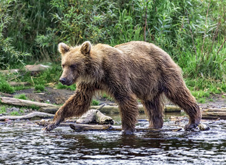 Naklejka na ściany i meble Kamchatka brown bear catches fish in the river Dvukhyurtochnaya - Kamchatka, Russia