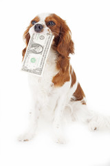 Dog with money. Cute puppy with dollar bill.