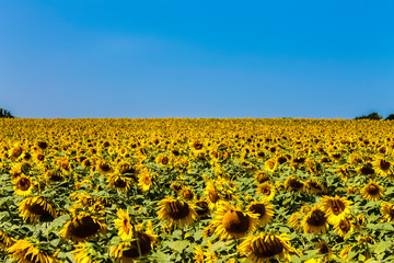 Naklejka premium thousands of sunflowers in a field