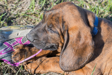 Hanoverian Hound puppy chewing on a shoe string
