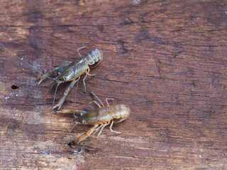 crayfish on the old wooden background