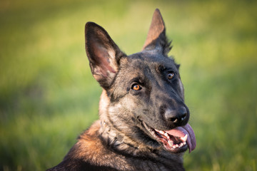 German Shepherd portrait