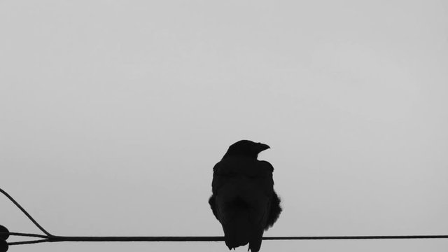 カラス撃退（モノクロ）